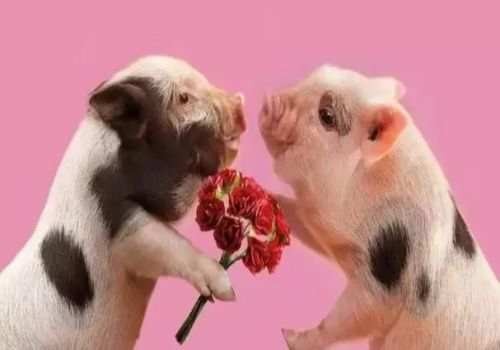 婚前协议类型和注意事项